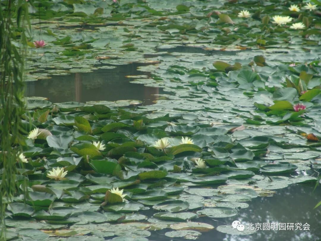 上海易初莲花 卜蜂莲花总部_普法栏目剧莲花闹海堂_莲花堂