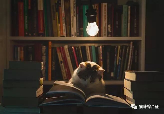 猫咪肠胃寄生虫普及（上）  蠕虫类- 猫咪综合征 微信公众号文章阅读 