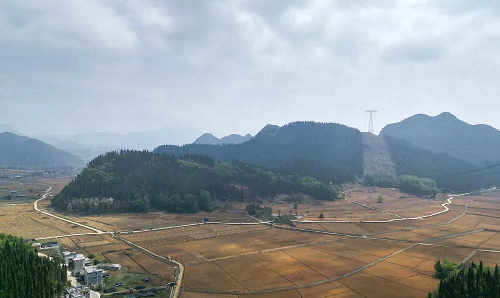 兴仁市屯脚镇3000亩生姜种植忙