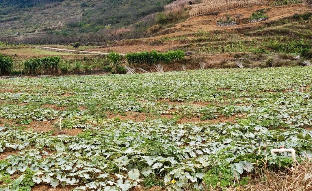 兴仁马乃屯村：订单种植稳销路 贝贝南瓜丰收促振兴