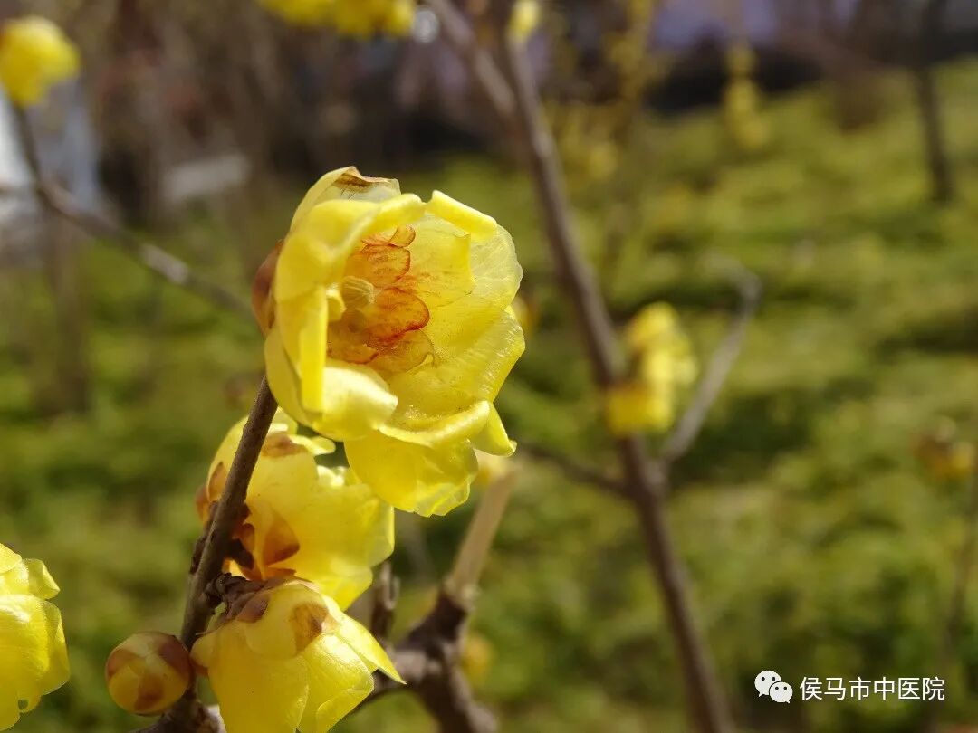  侯马市中医院首届“赏梅周”活动圆满结束！(图11)