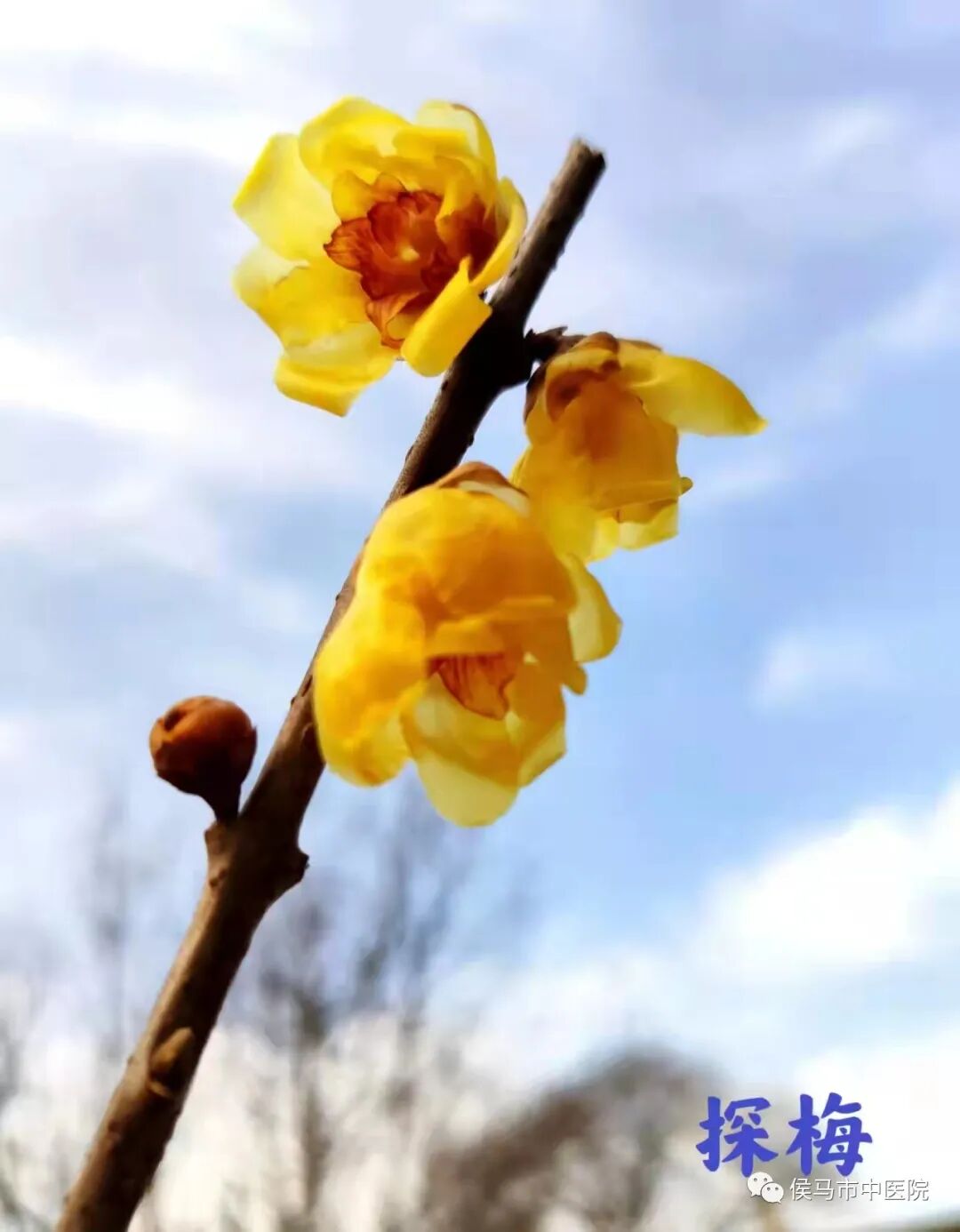  侯马市中医院首届“赏梅周”活动圆满结束！(图8)