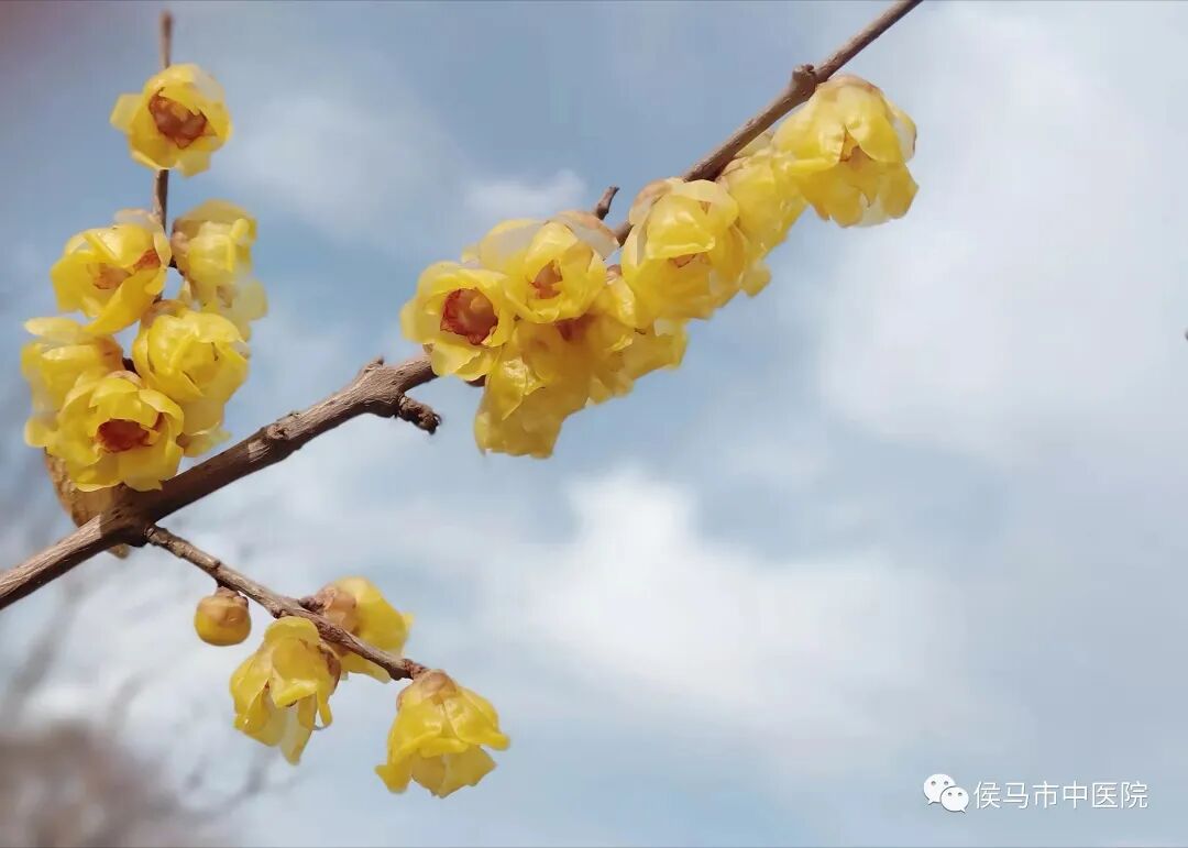  侯马市中医院首届“赏梅周”活动圆满结束！(图14)