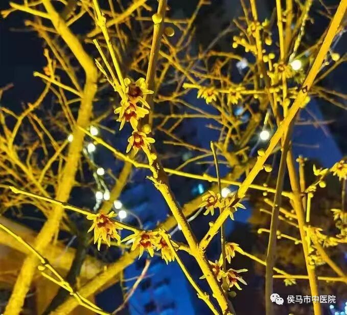  侯马市中医院首届“赏梅周”活动圆满结束！(图10)