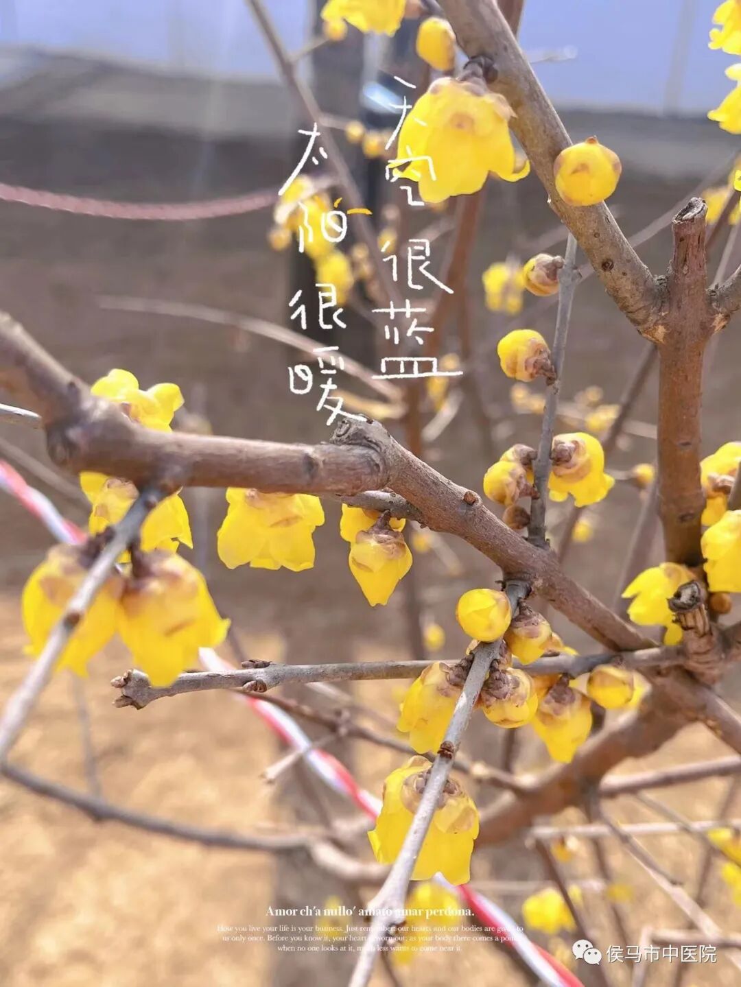  侯马市中医院首届“赏梅周”活动圆满结束！(图12)