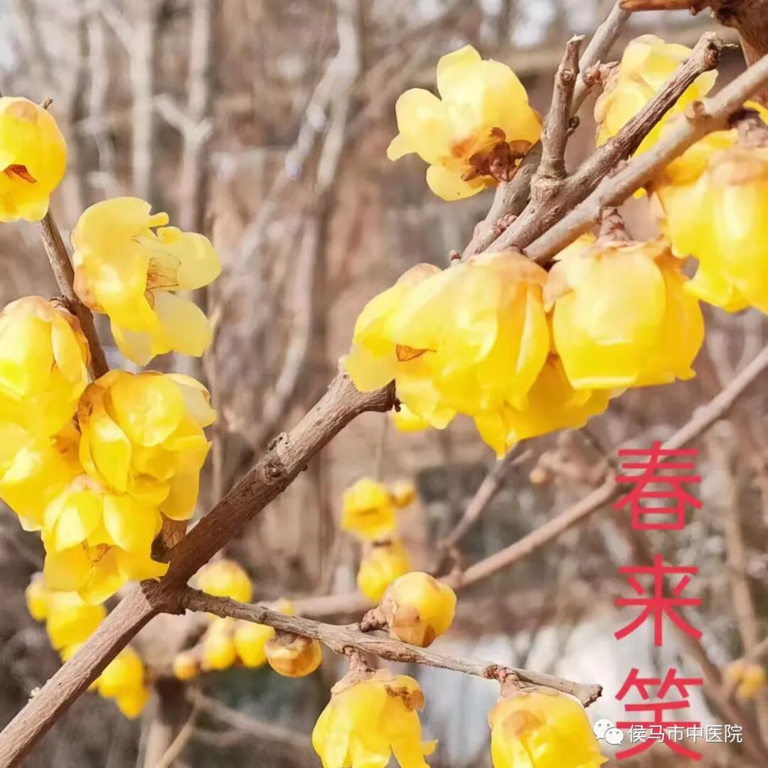  侯马市中医院首届“赏梅周”活动圆满结束！(图16)