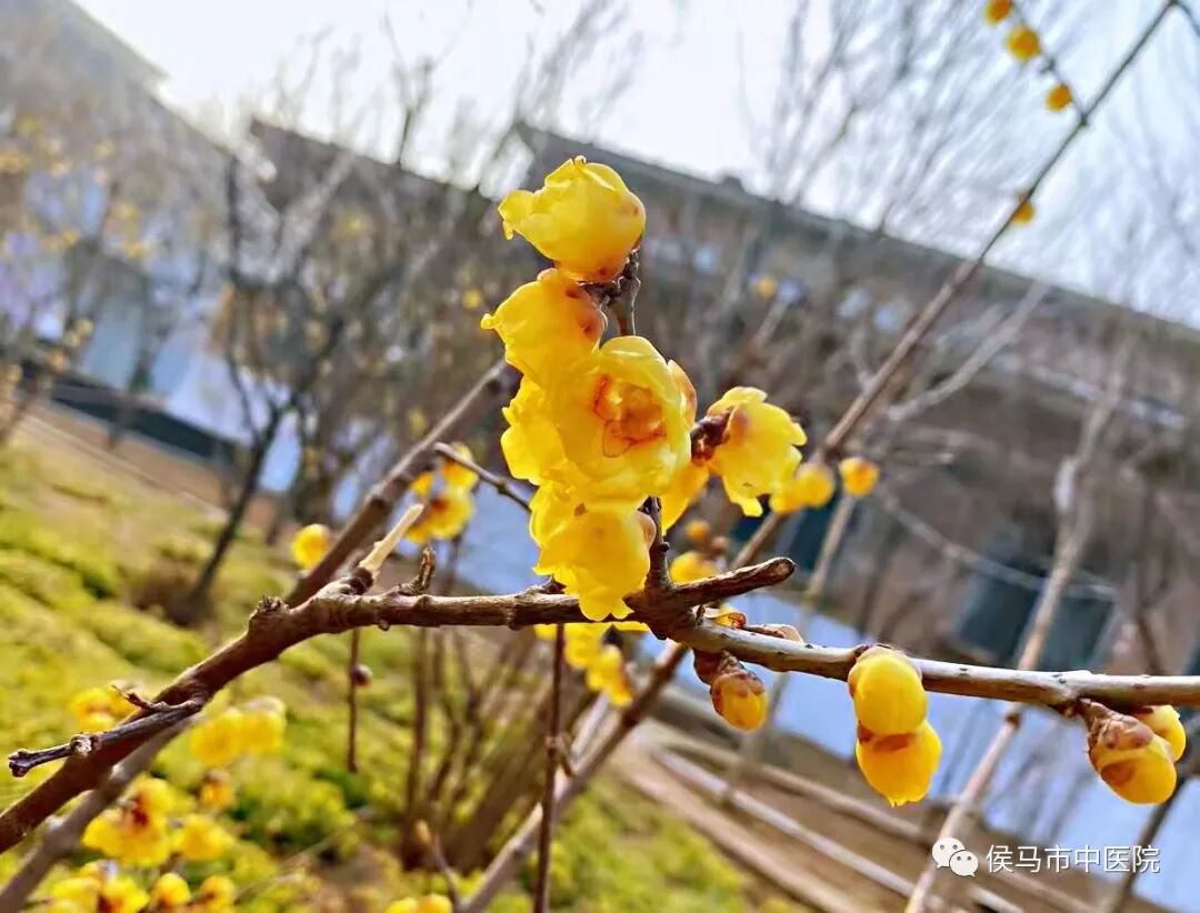  侯马市中医院首届“赏梅周”活动圆满结束！(图15)