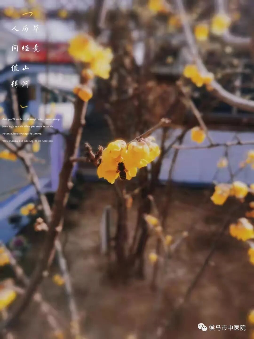  侯马市中医院首届“赏梅周”活动圆满结束！(图19)