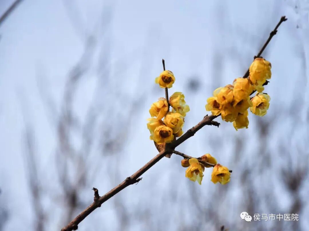  侯马市中医院首届“赏梅周”活动圆满结束！(图9)