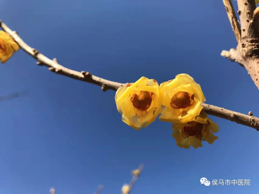  侯马市中医院首届“赏梅周”活动圆满结束！(图18)