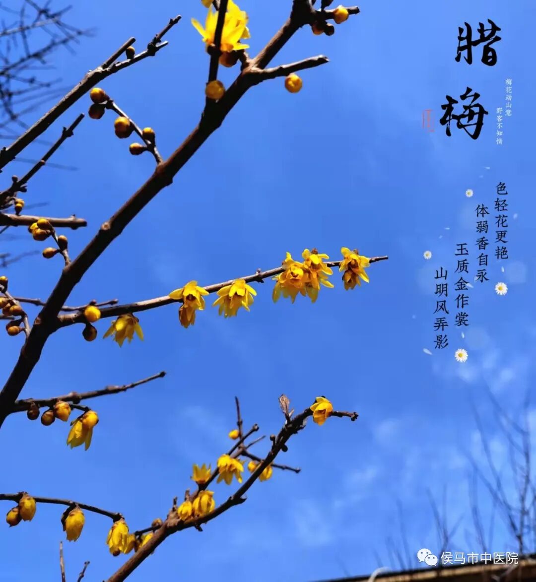  侯马市中医院首届“赏梅周”活动圆满结束！(图13)