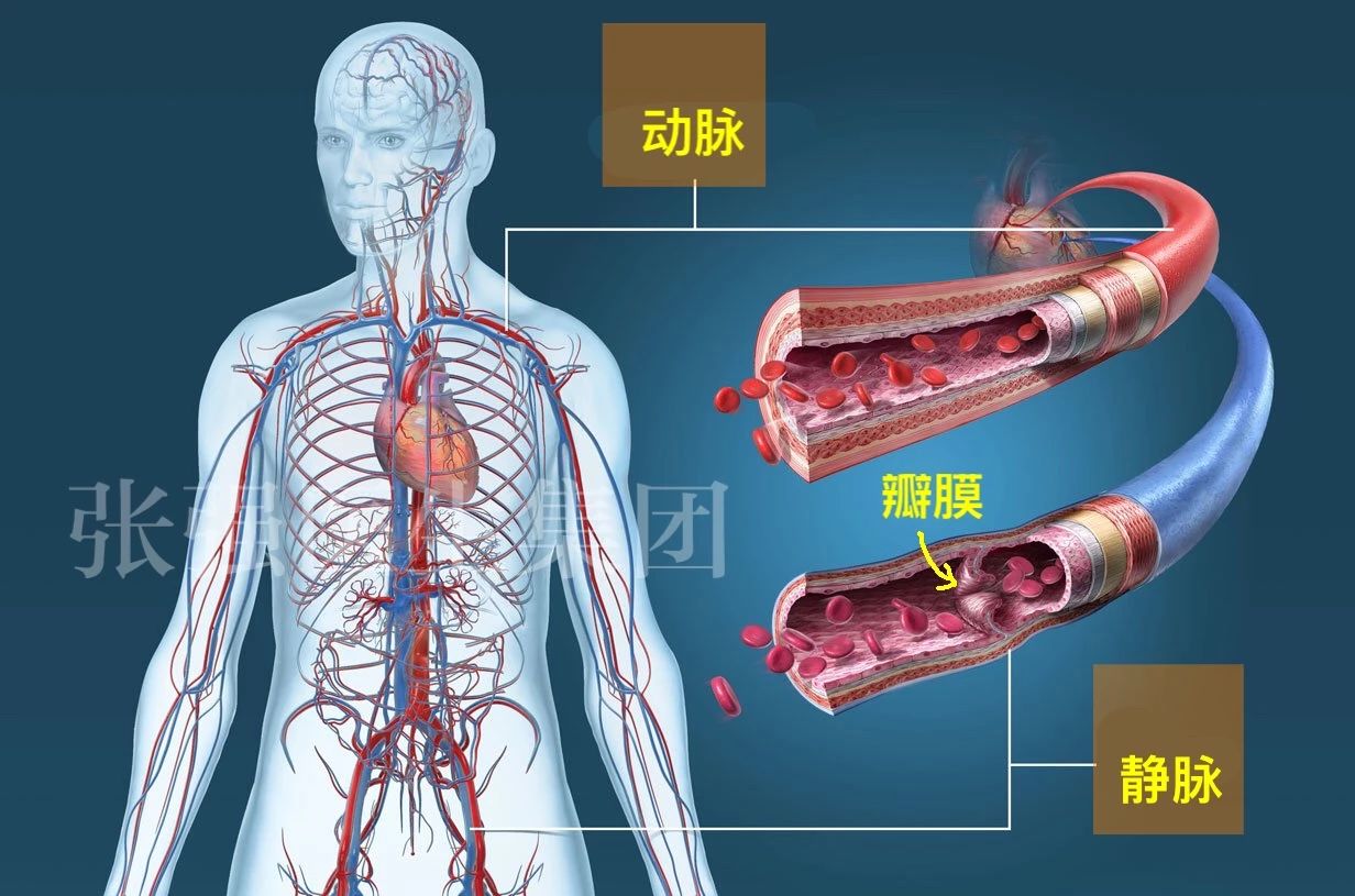 下肢静脉曲张长血栓了怎么办？_发生