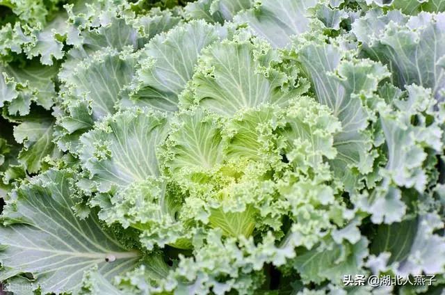 ?冬天8種綠色蔬菜含“高葉酸”要多吃，價格實惠，人人都吃得起