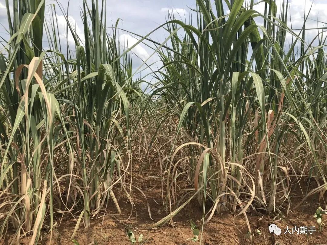 640?wx_fmt=jpeg&tp=webp&wxfrom=5&wx_lazy=1&wx_co=1