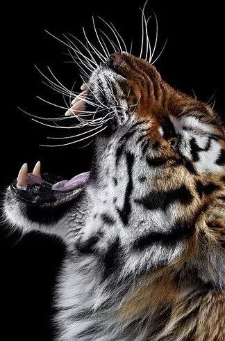 你绝对没见过如此 猛虎!