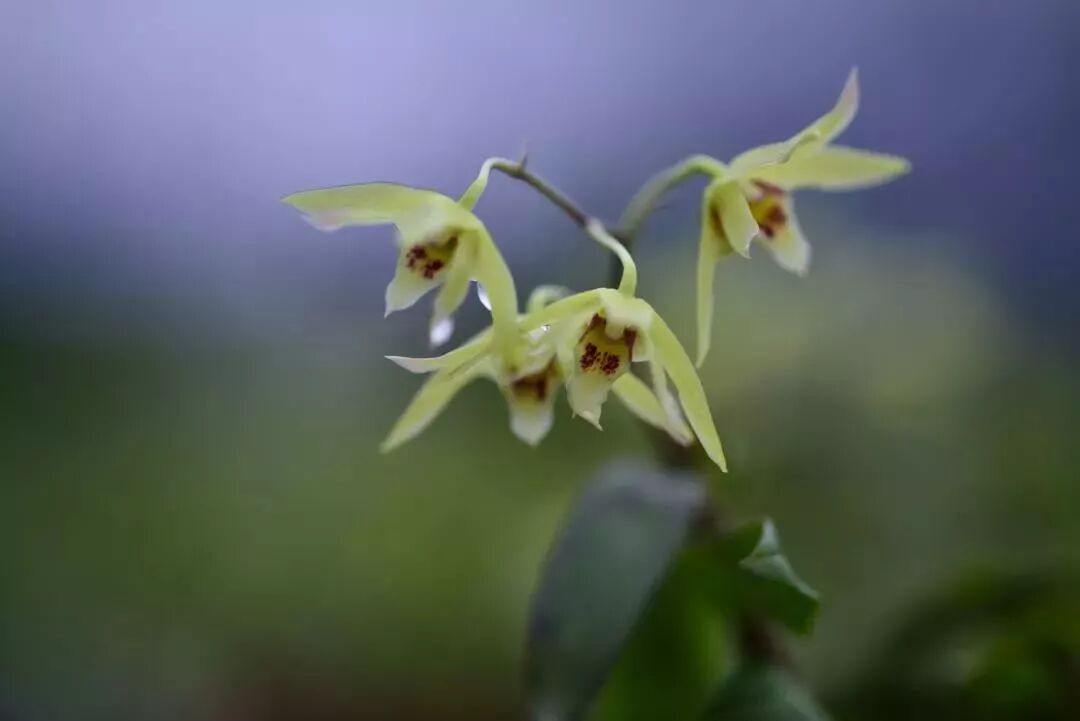 每天吃5克铁皮石斛，30天后身体居然...每个人都该看看！