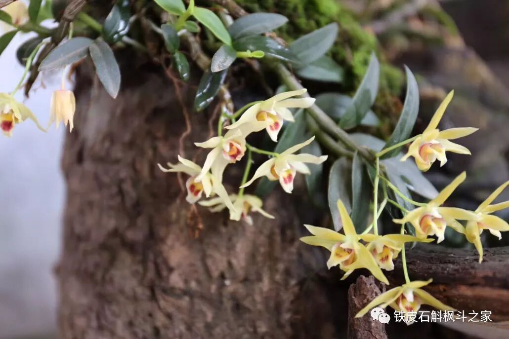 都说铁皮石斛“可贵”，竟然是因为这样.......