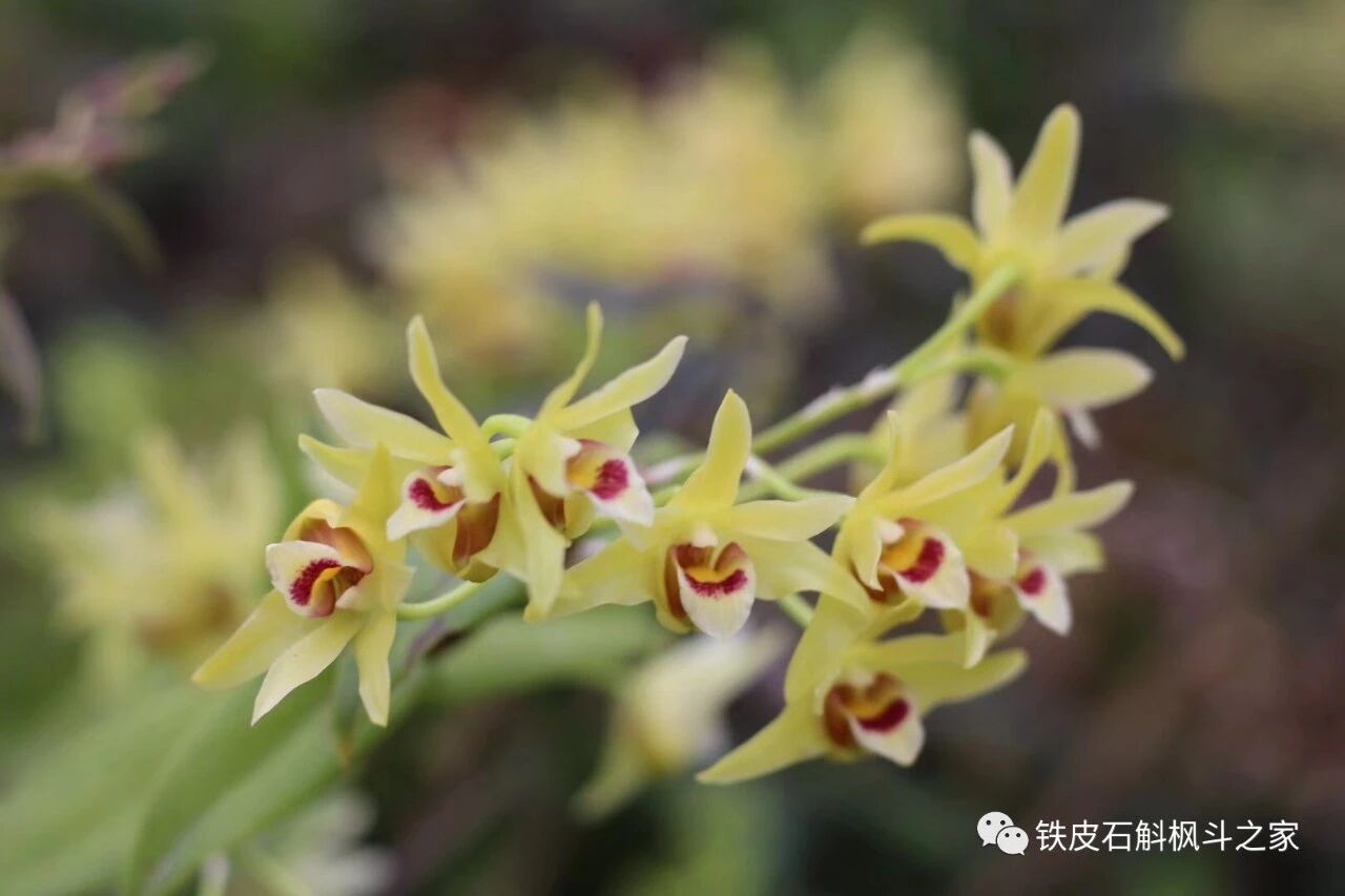 铁皮石斛花，原来还有这么多作用，泡茶喝正好！