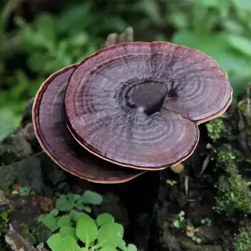 灵芝适合哪些人？这15类人群急需吃灵芝