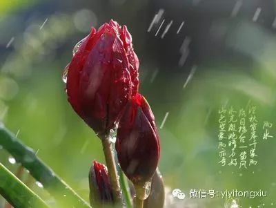 【節氣】雨水 . 養生 健康 第15張