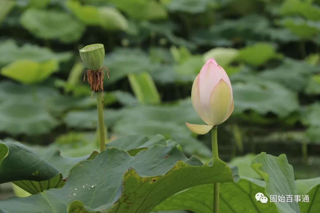 固始一个月天气预报