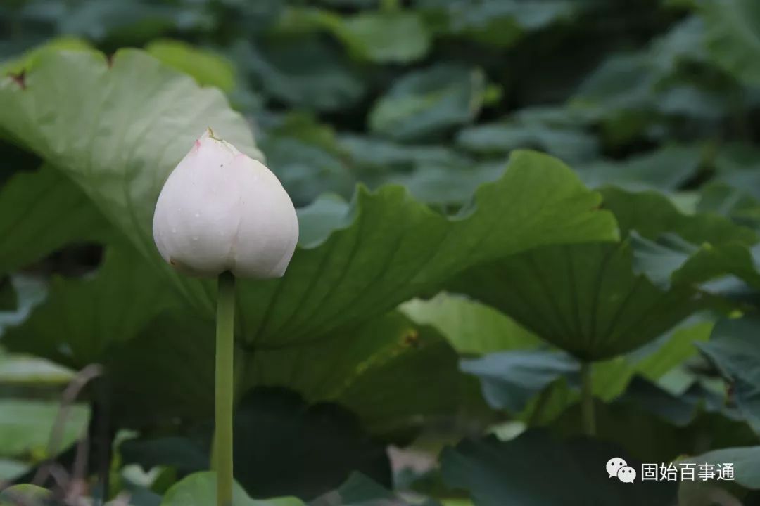 固始一个月天气预报