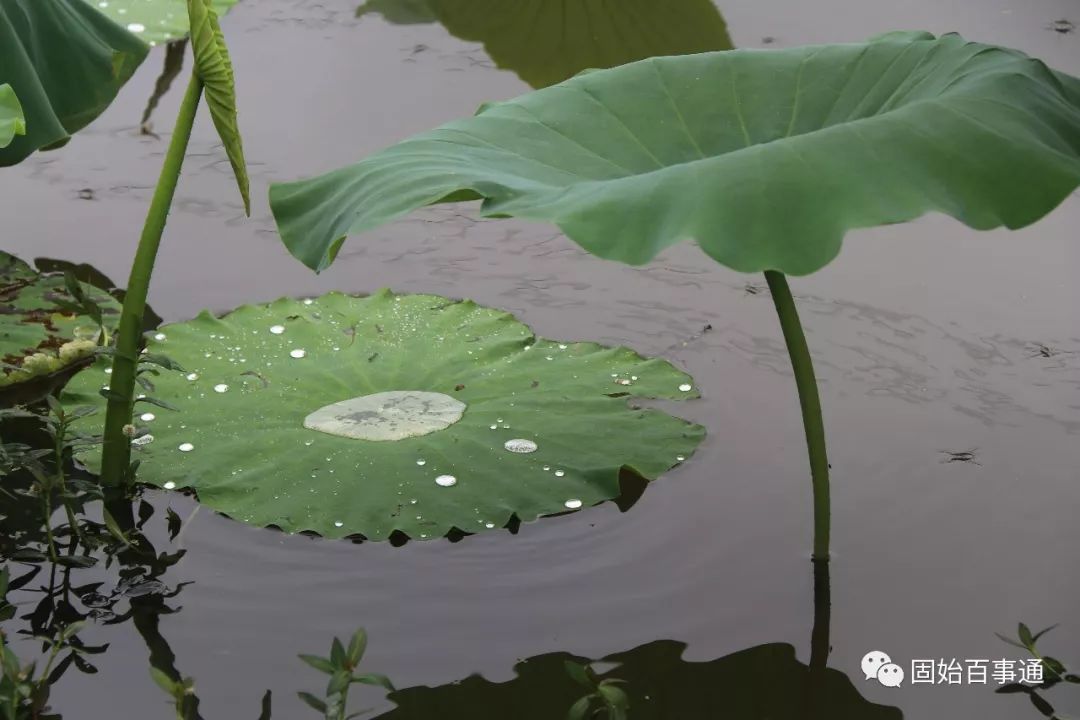 固始一个月天气预报