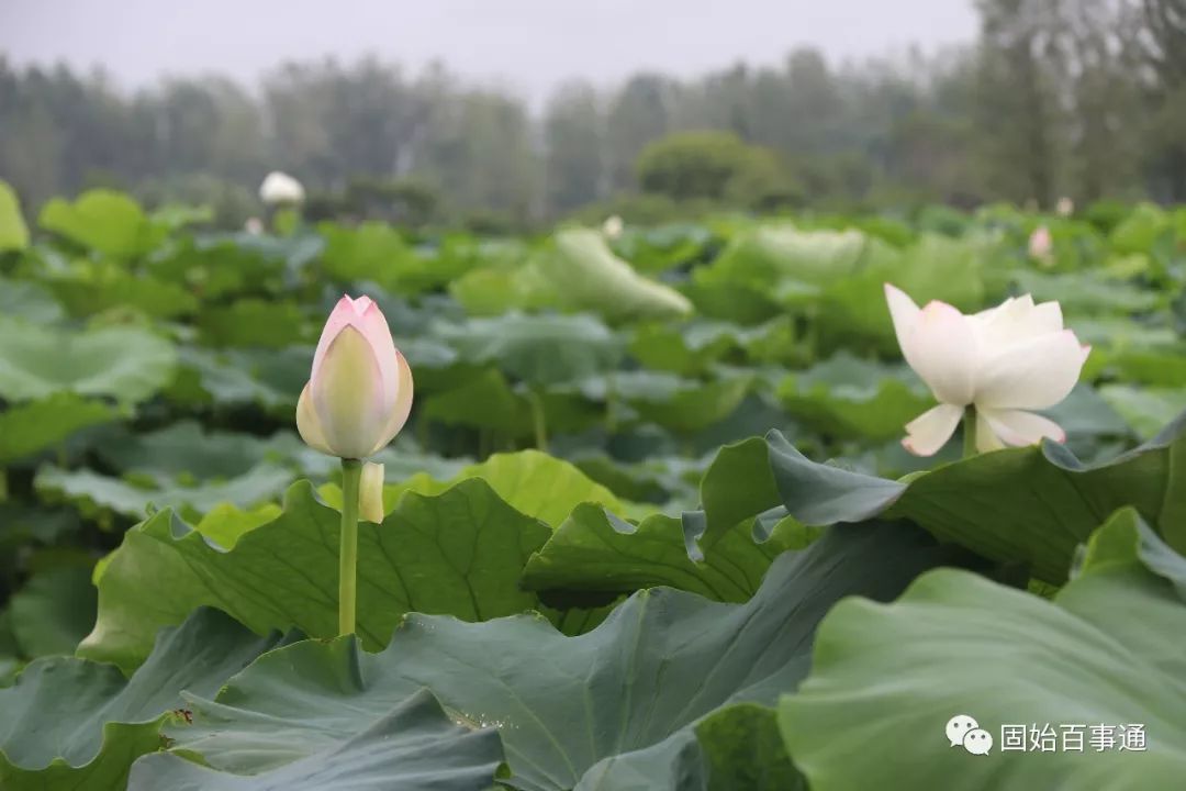 固始一个月天气预报