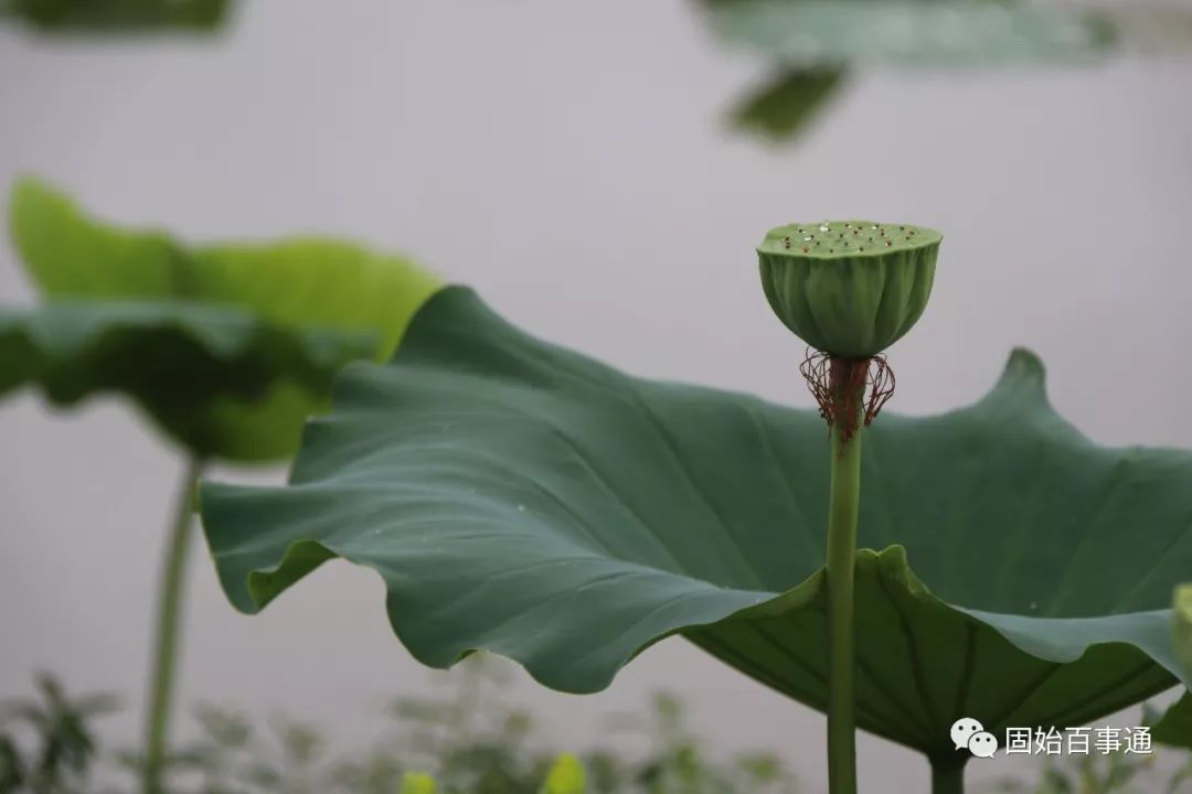 固始一个月天气预报