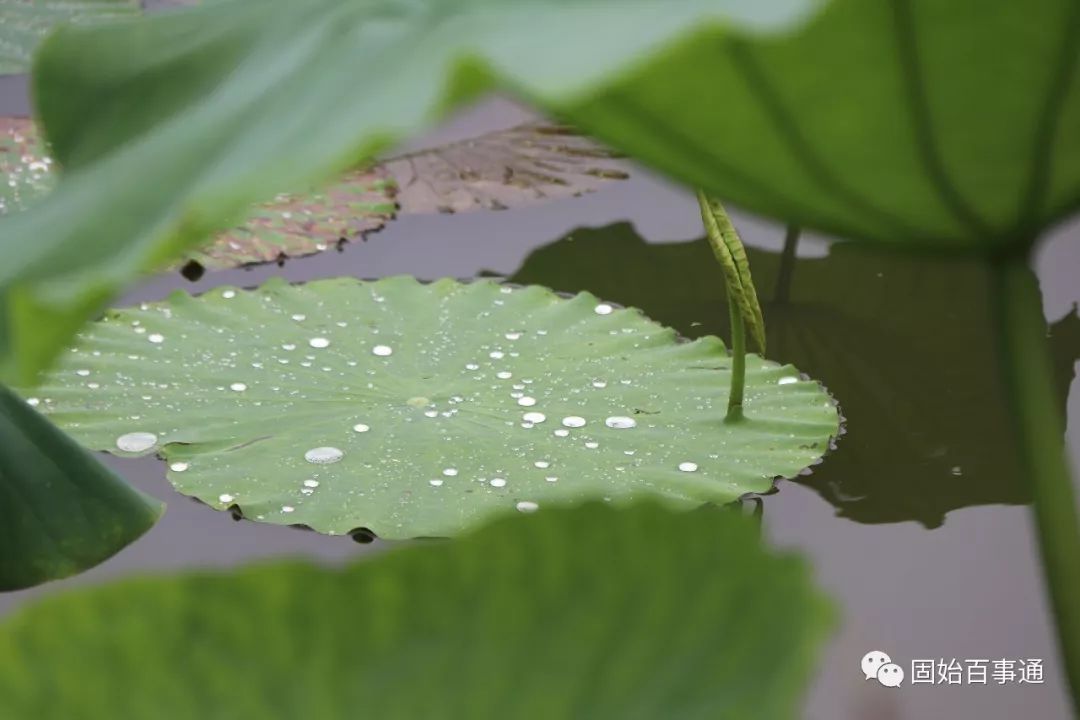 固始一个月天气预报