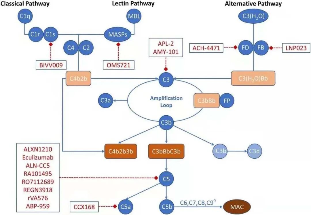 国内第2家：麦济生物申报MASP-2抗体医药新闻-ByDrug-一站式医药资源共享中心-医药魔方