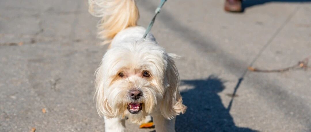 遛狗系绳已立法，不文明遛狗现象会消失吗?