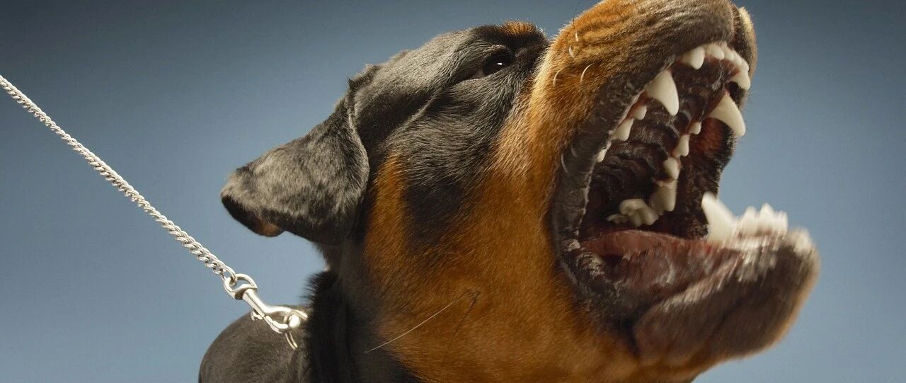 见识丨别让“狗仗人势”屡酿悲剧