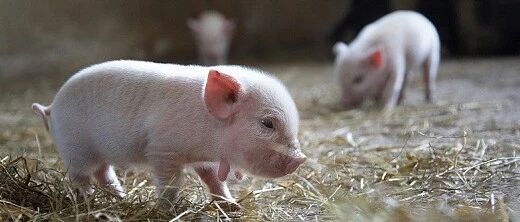 见识丨万科跨界“养猪”，为什么这些大企业都盯上了“二师兄”？