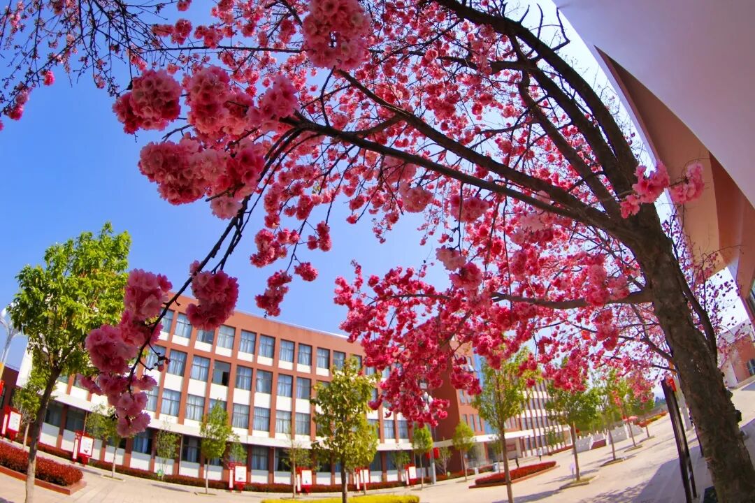 【云南大专】楚雄医药高等专科学校招生简章 - 河南对口升学-口腔医学