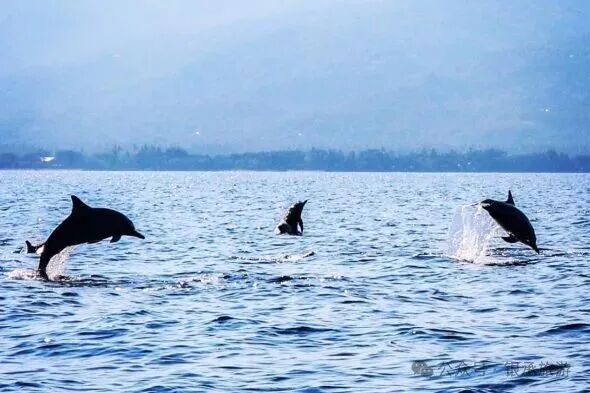 罗威纳接送服务 - 巴厘岛度假秘笈