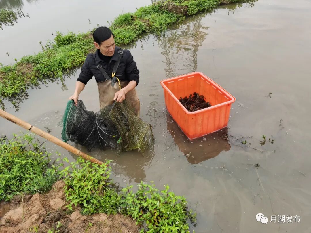 小龙虾大量上市_小龙虾上市_龙虾大量上市时间