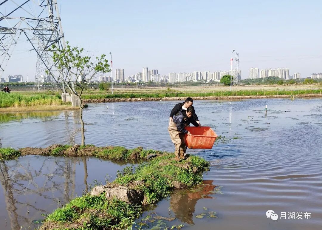 小龙虾大量上市_龙虾大量上市时间_小龙虾上市