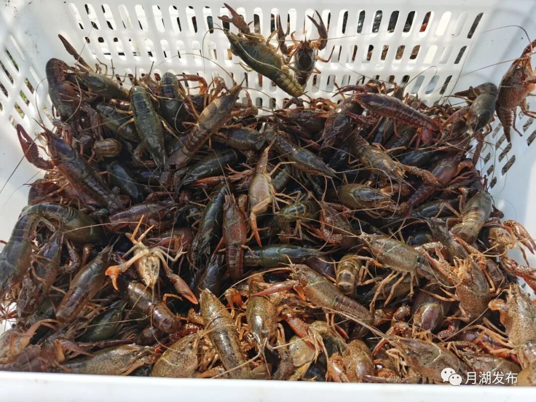 小龙虾上市_龙虾大量上市时间_小龙虾大量上市