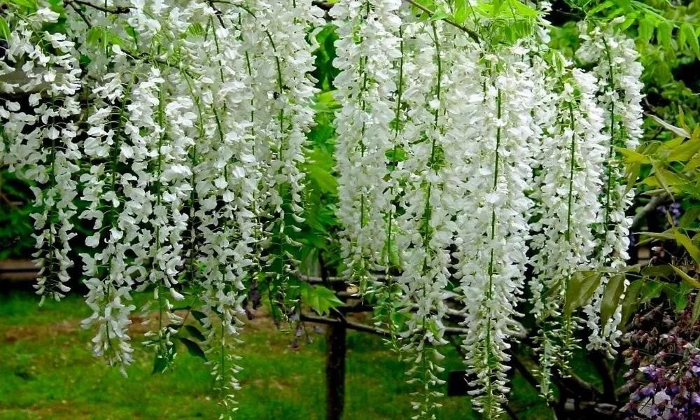 紫藤品种大全| 多季节开花和粉色紫藤有哪些,你知道吗?