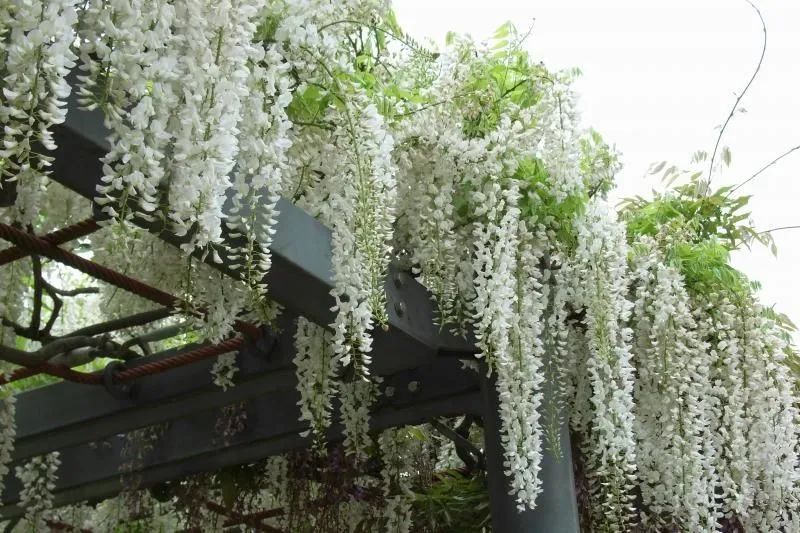 紫藤品种大全| 多季节开花和粉色紫藤有哪些,你知道吗?