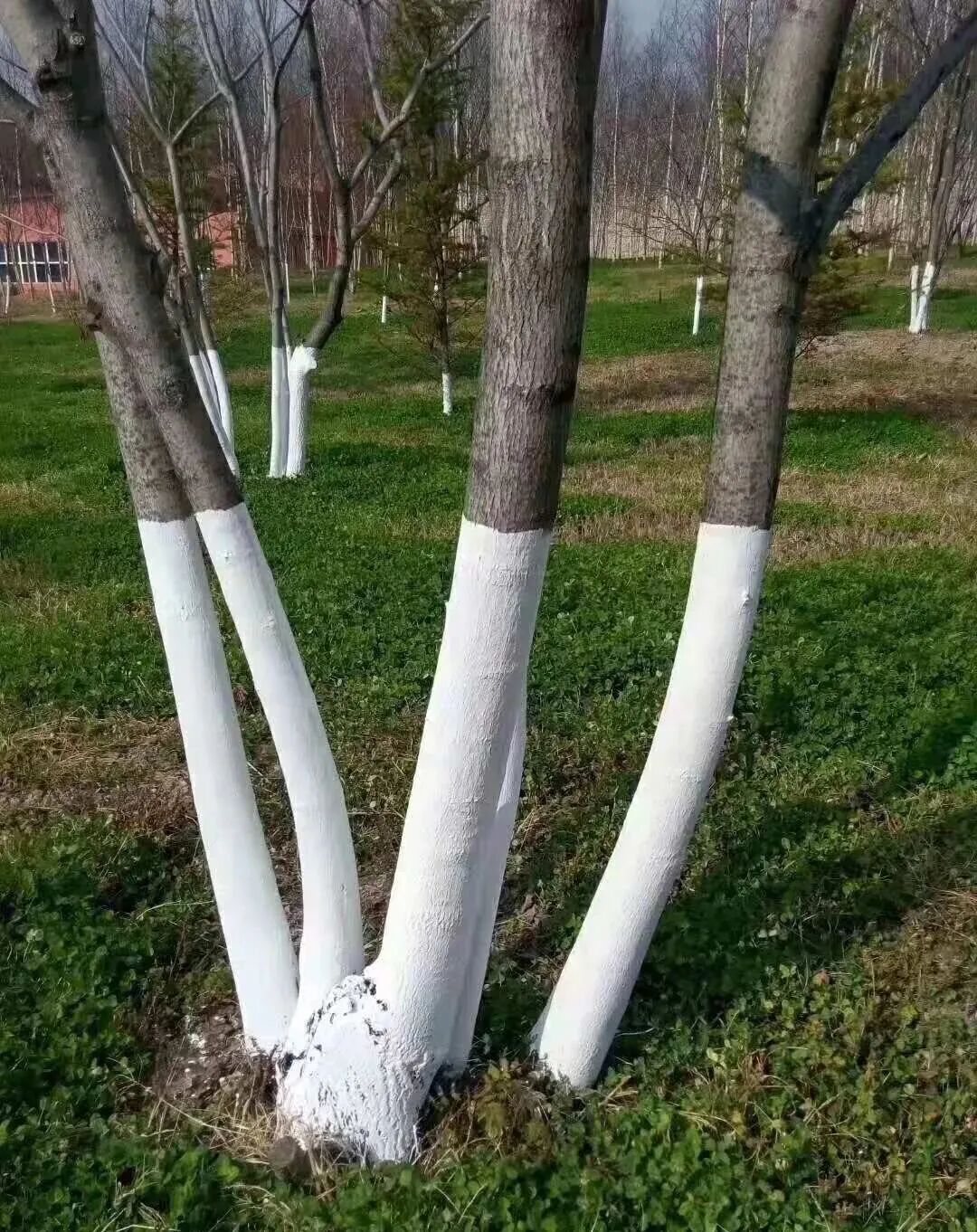 园丁花事i 学会这一招 花园地栽树木枝干不皲裂 有效阻隔病虫害 安然越冬 全网搜
