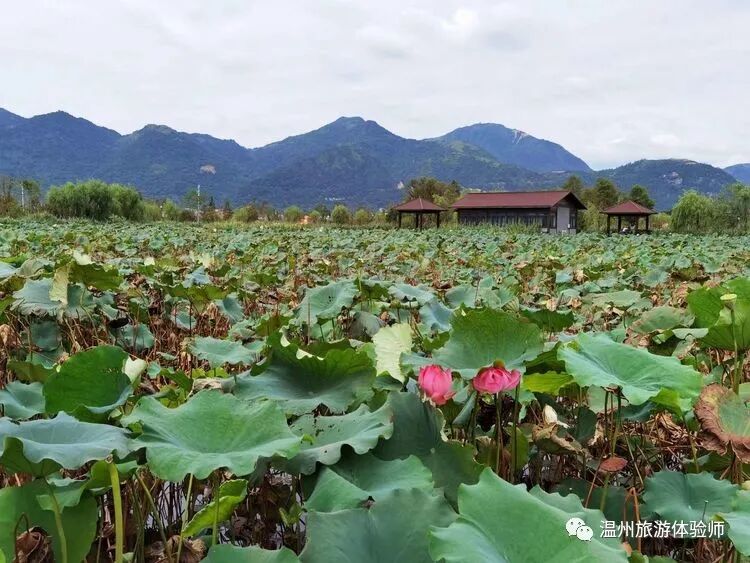 曹村 中国耕读第一镇 温州旅游体验师 微信公众号文章阅读 Wemp