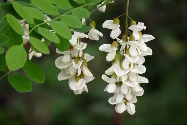 五月槐花香,槐花是可以做成各种美食的,你知道吗