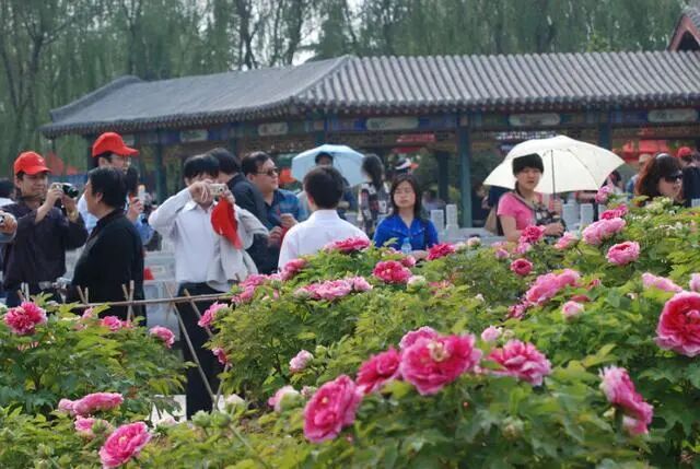 洛阳牡丹花会期间,这个牡丹园值得一去,门票50,对面就是白马寺