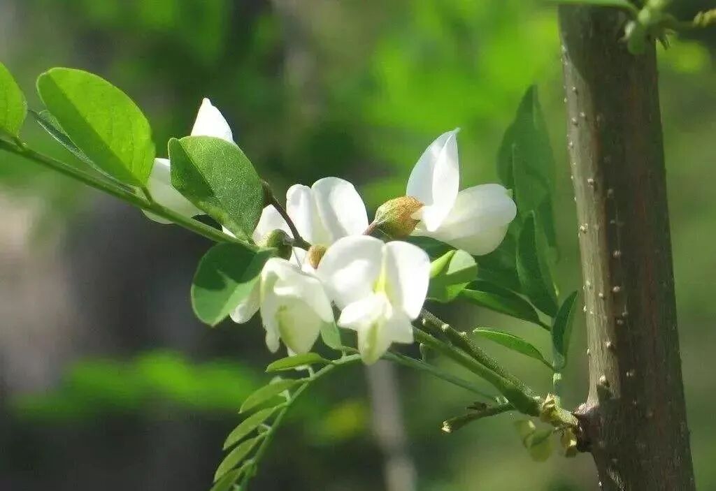 五月槐花季 新区最美赏槐地推荐,还有赏槐会精彩活动来袭