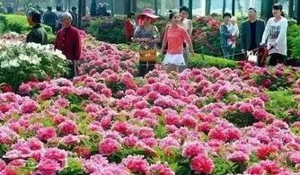 劲爆 2017洛阳牡丹花会全攻略