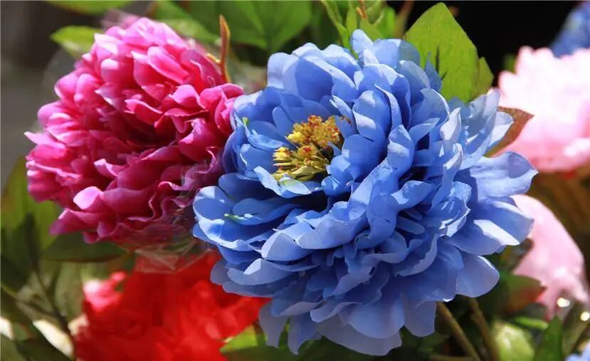 2021洛阳牡丹花会 2021年第39届洛阳牡丹文化节