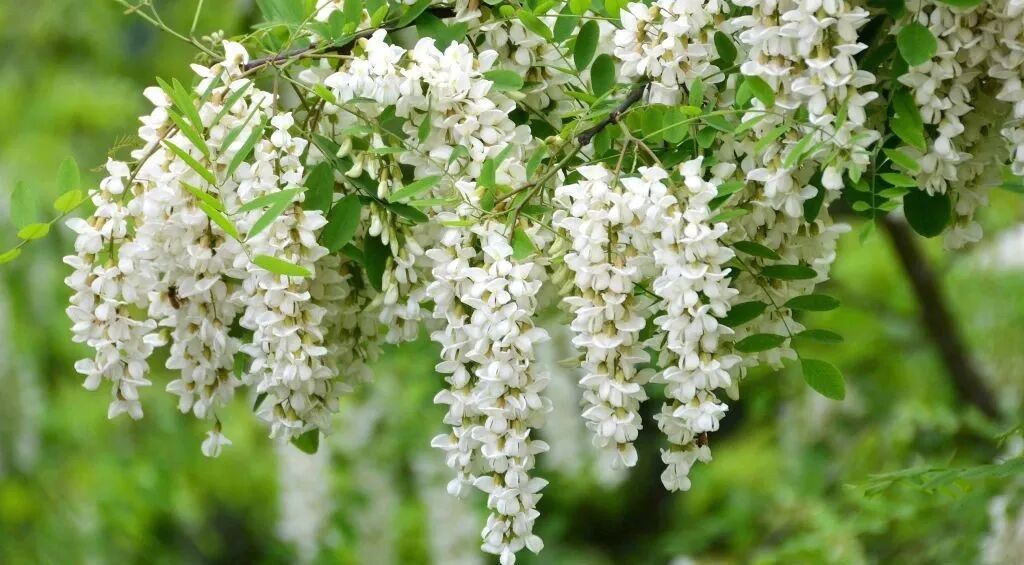 洋槐花摄影图