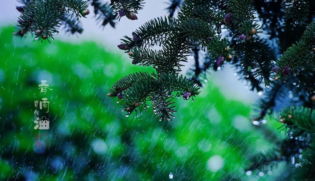 春雨唯美句子